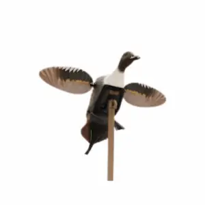 Mojo Es Pintail