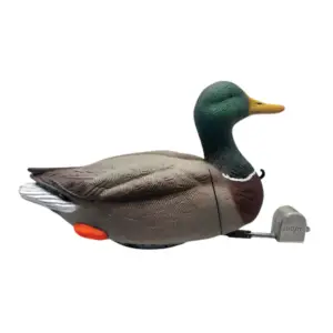 Dabbler Duck