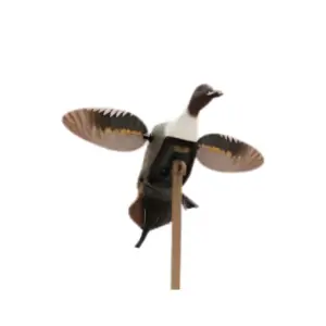 Mojo Es Pintail